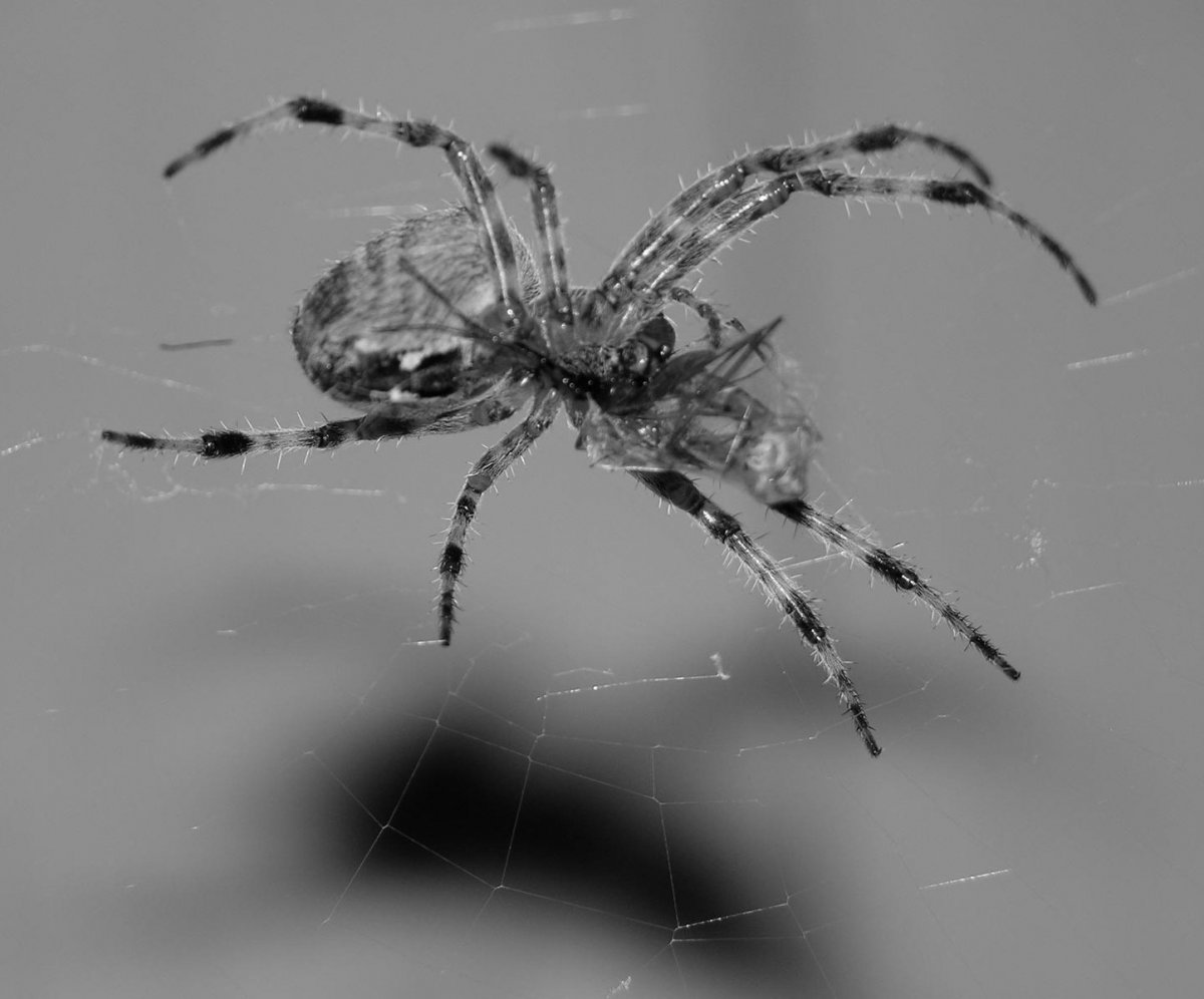 Домашние серые пауки