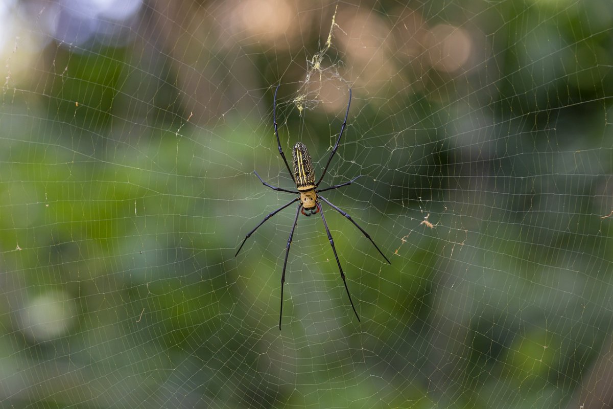 Nephila maculata паук