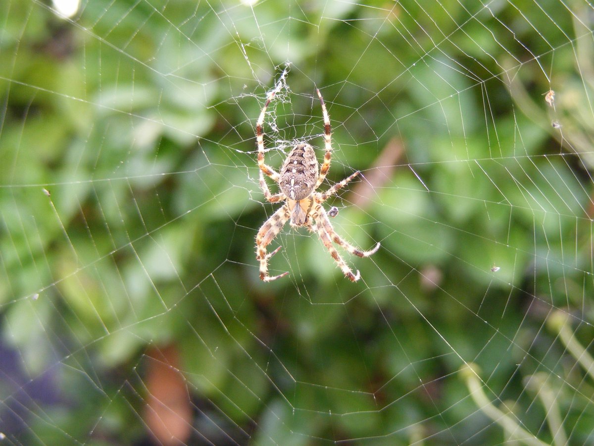 Паук крестовик Приморский