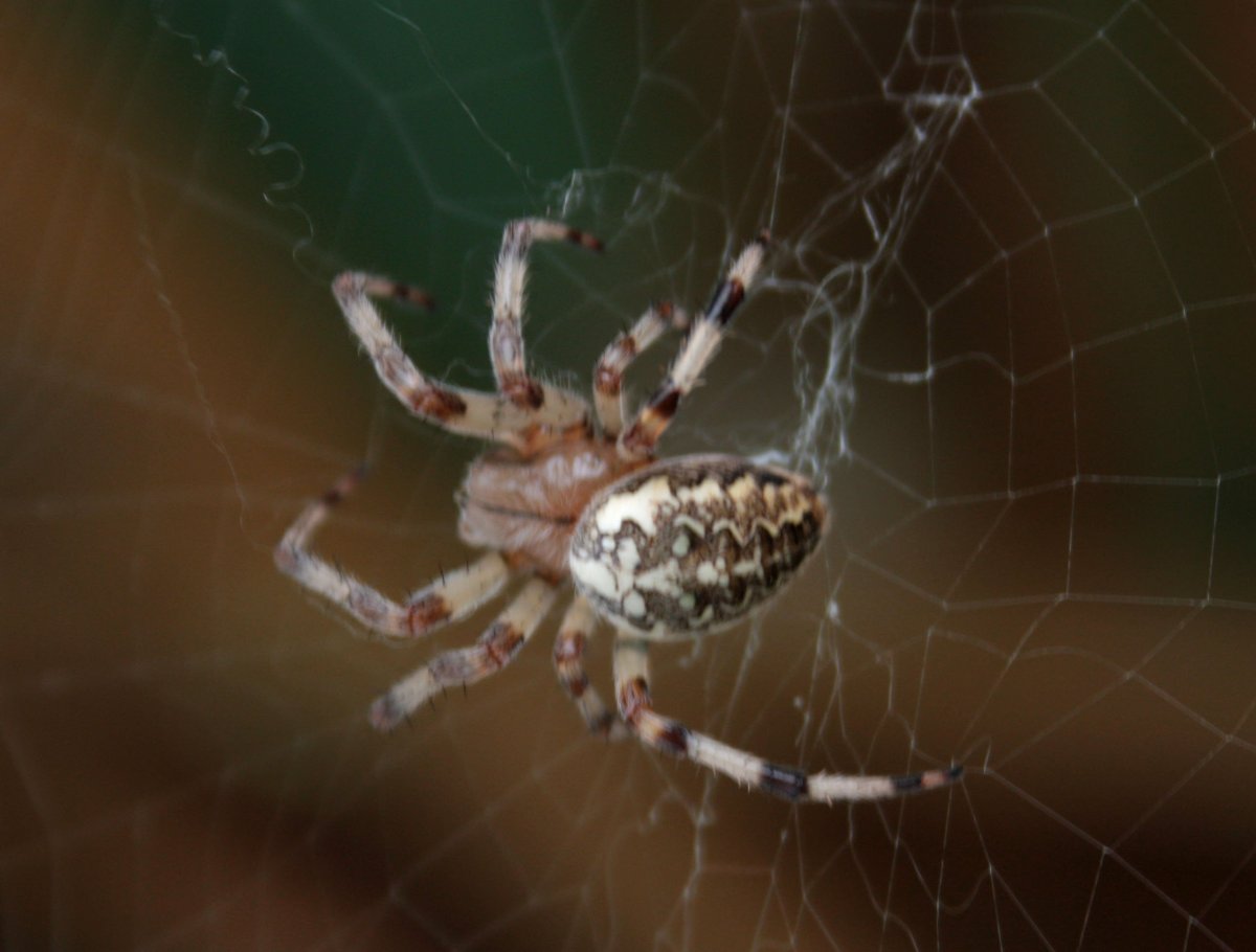 Паук крестовик белый
