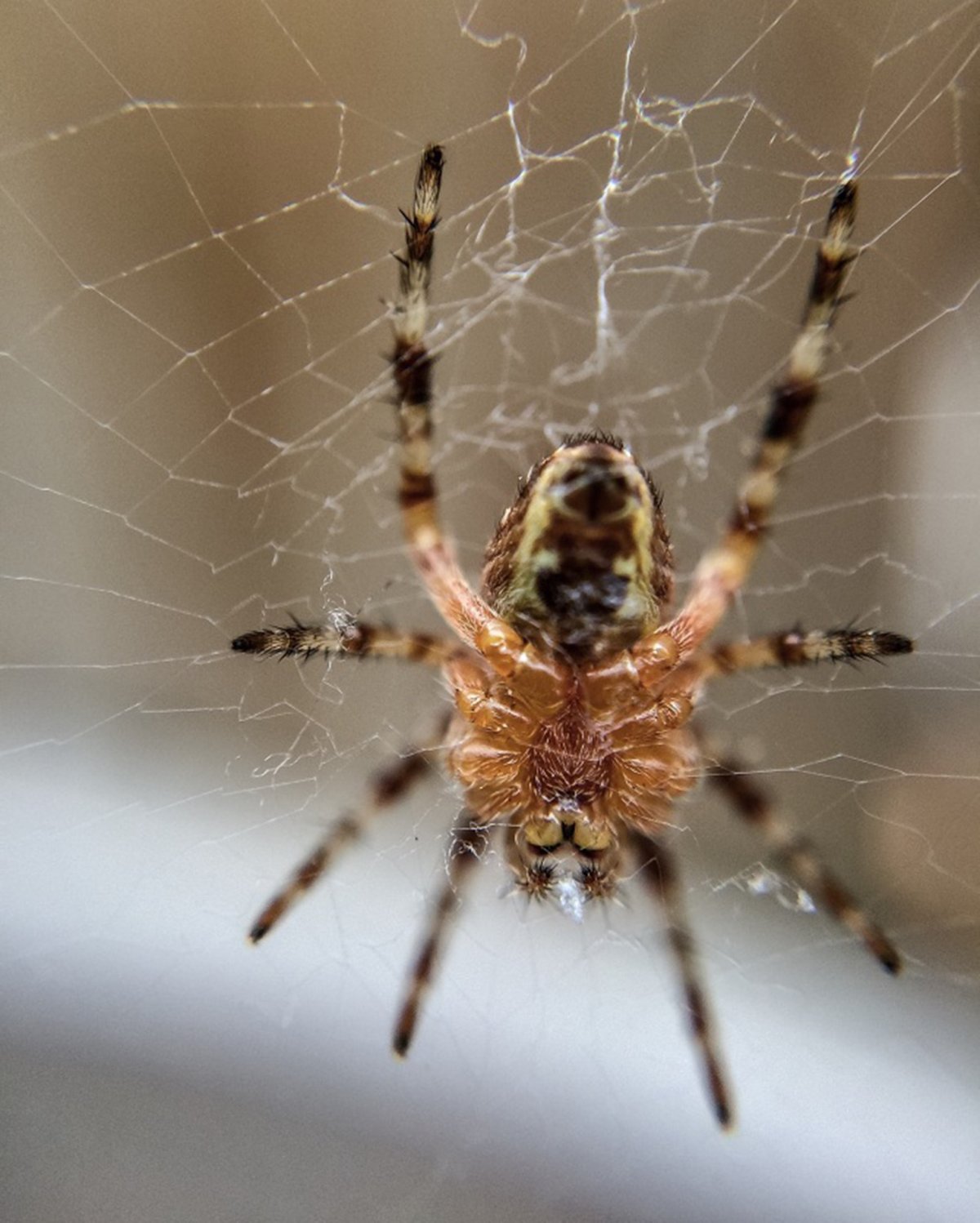 Паук крестовик Дальневосточный