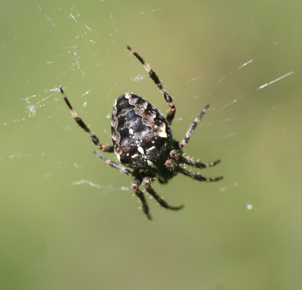 Угловатый крестовик паук