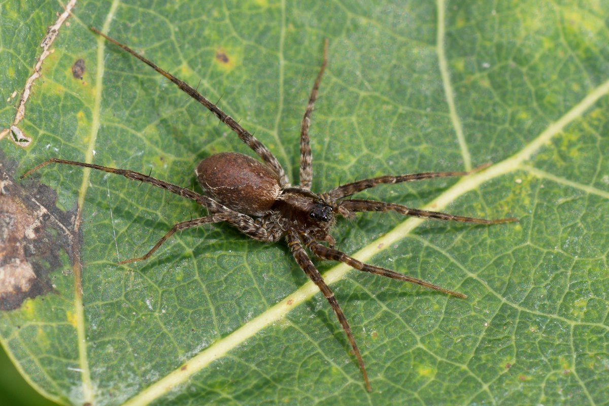 Pardosa tatarica