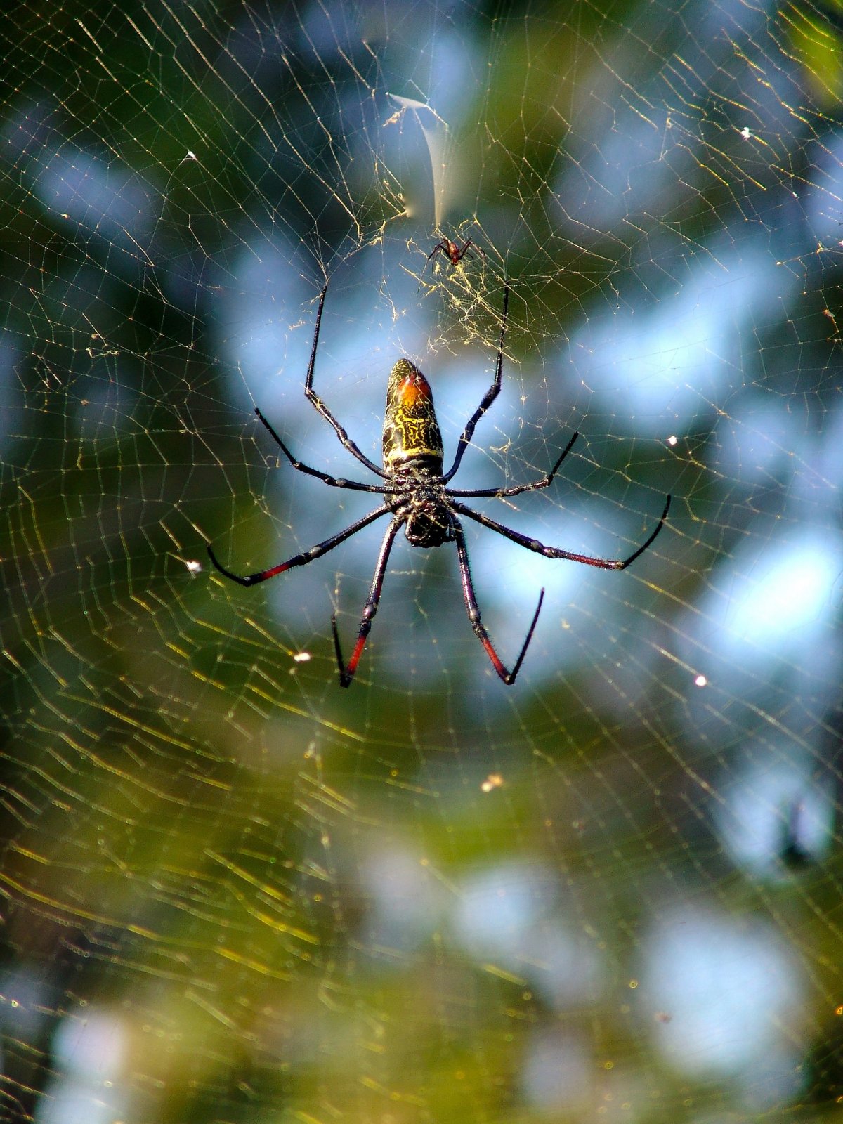Паутина паука крестовика