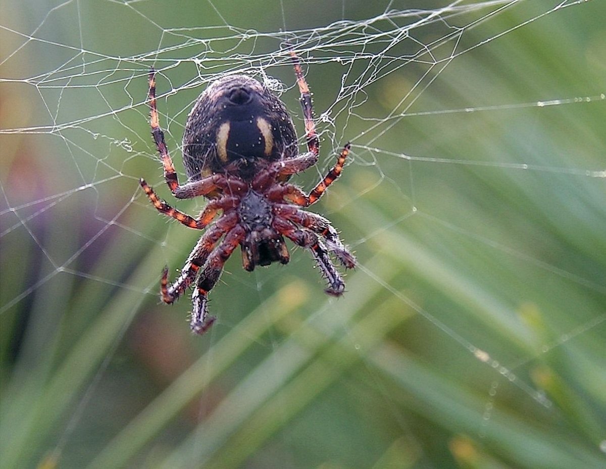 Araneus diadematus - крестовик