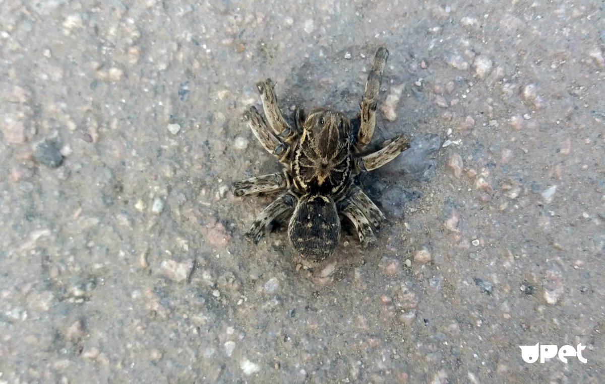 Джон держал 200 пауков