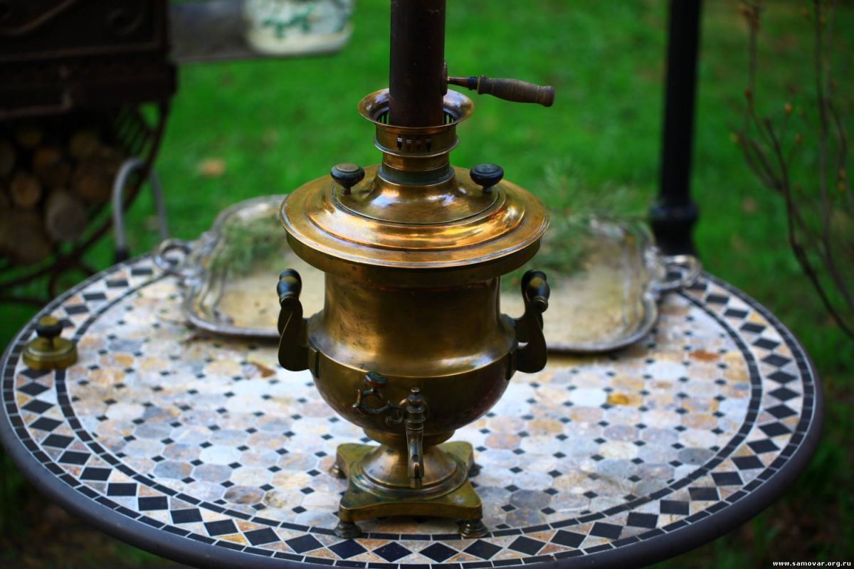 Паук волк Кипр