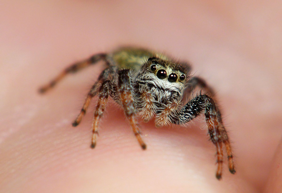 Глаза паука маленькие