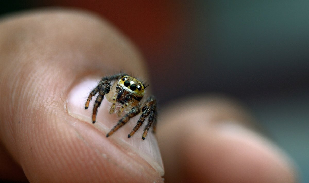 Самый маленький паук в мире
