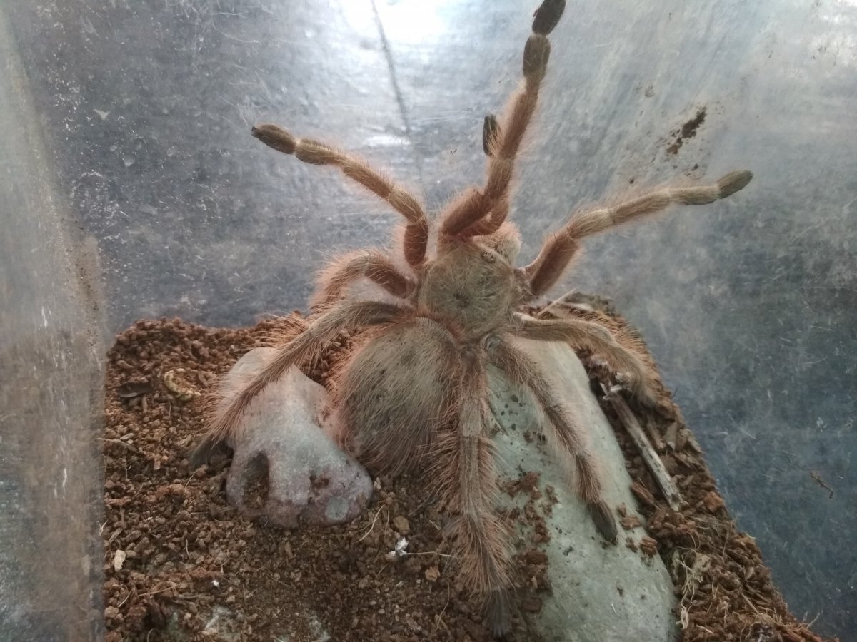 Пауки экзотические домашние