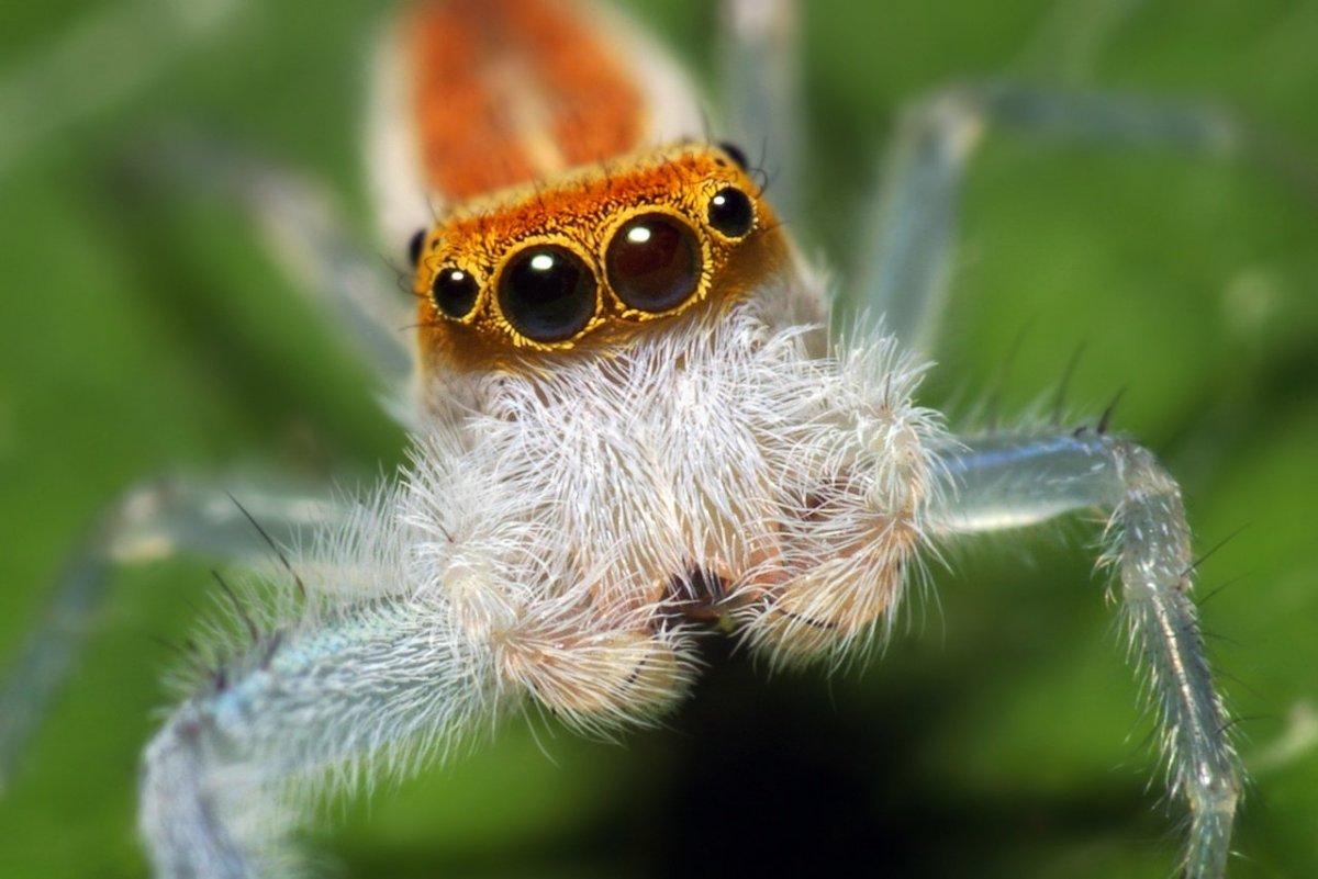 Белый пушистый паук