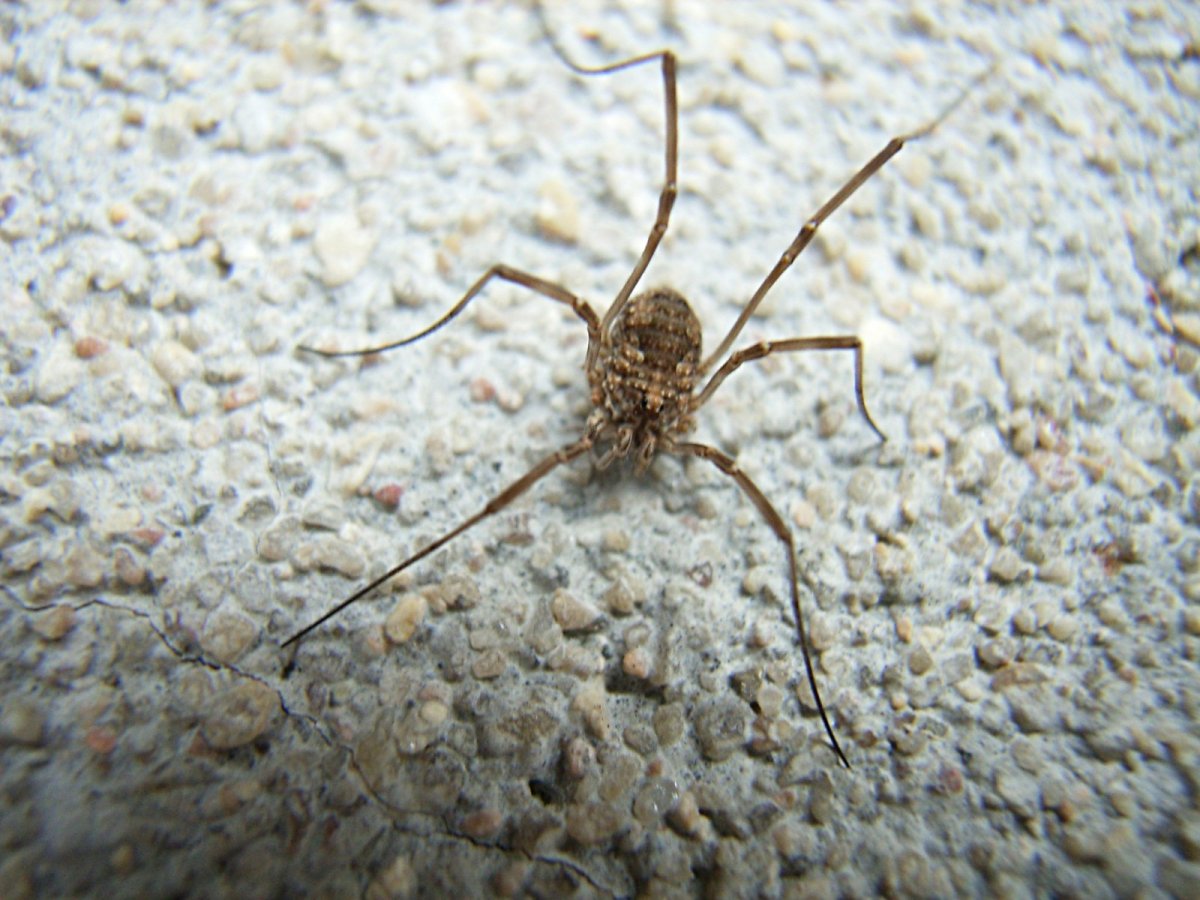 Маленький пук