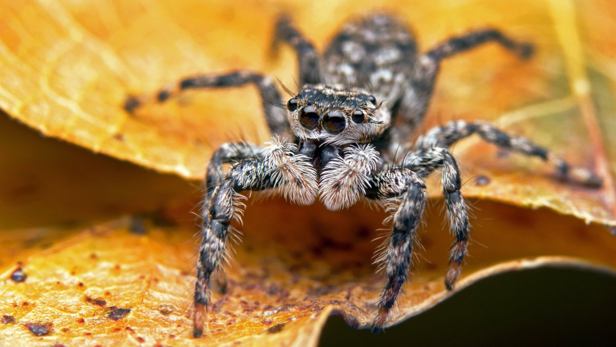 Паук Джампер