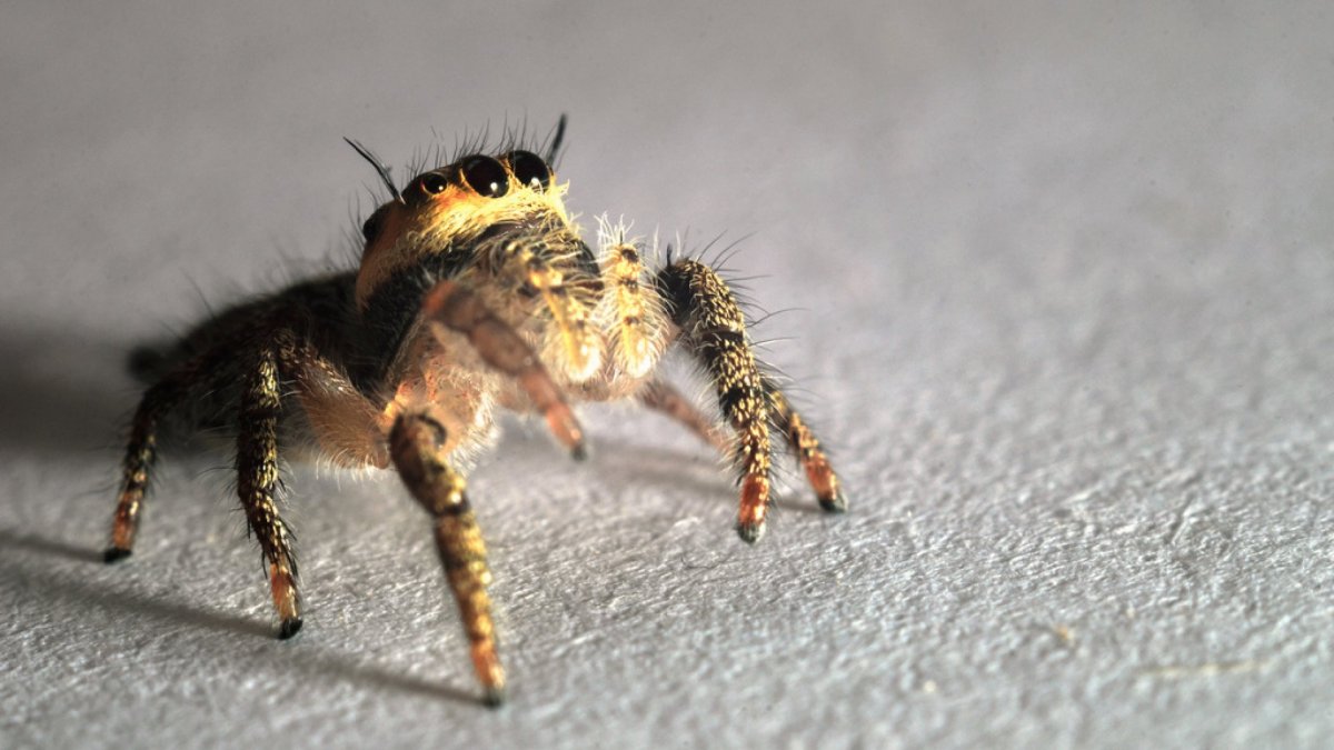 Паук-скакун Bagheera kiplingi