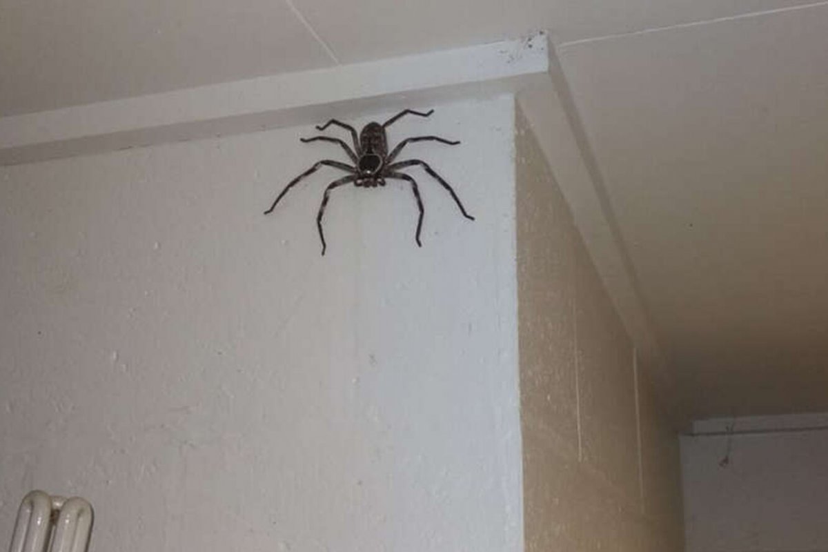 Огромный паук на стене в доме