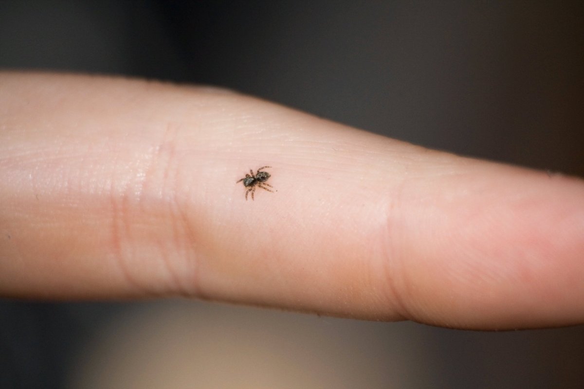 Маленькие паучки