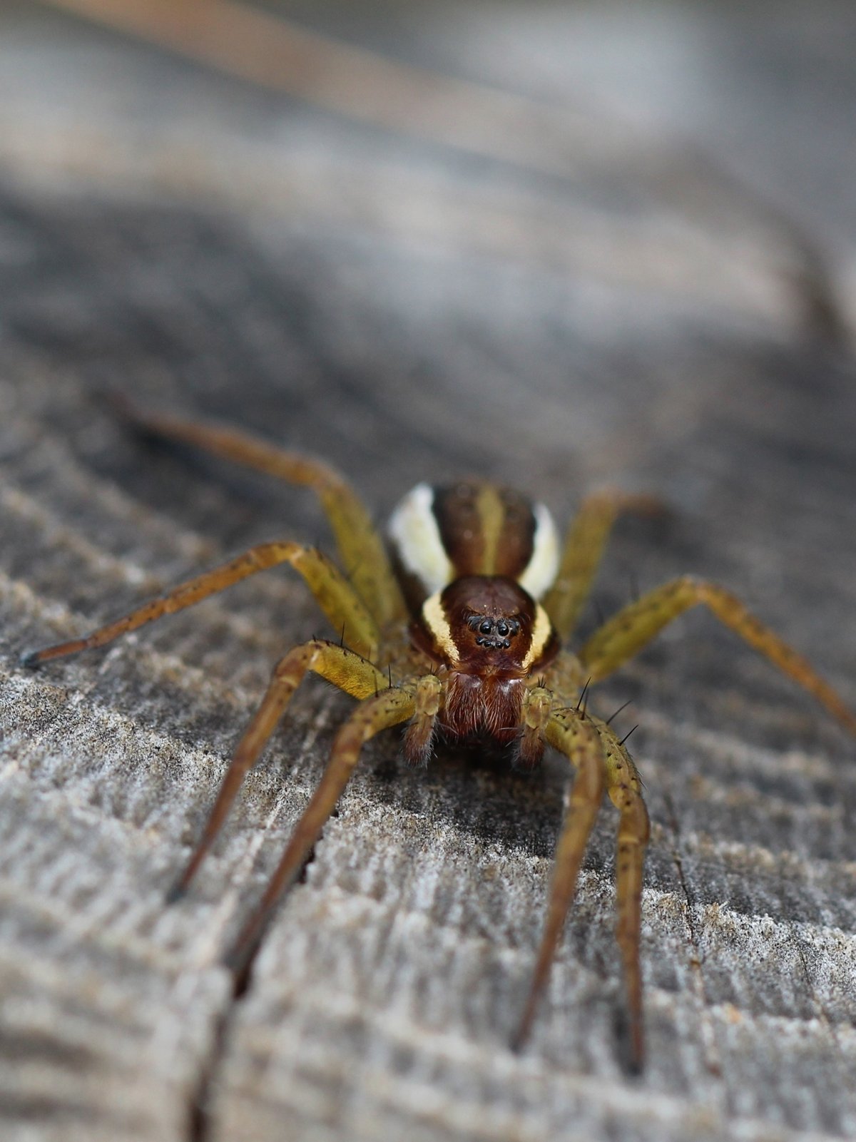 Паук микрофото