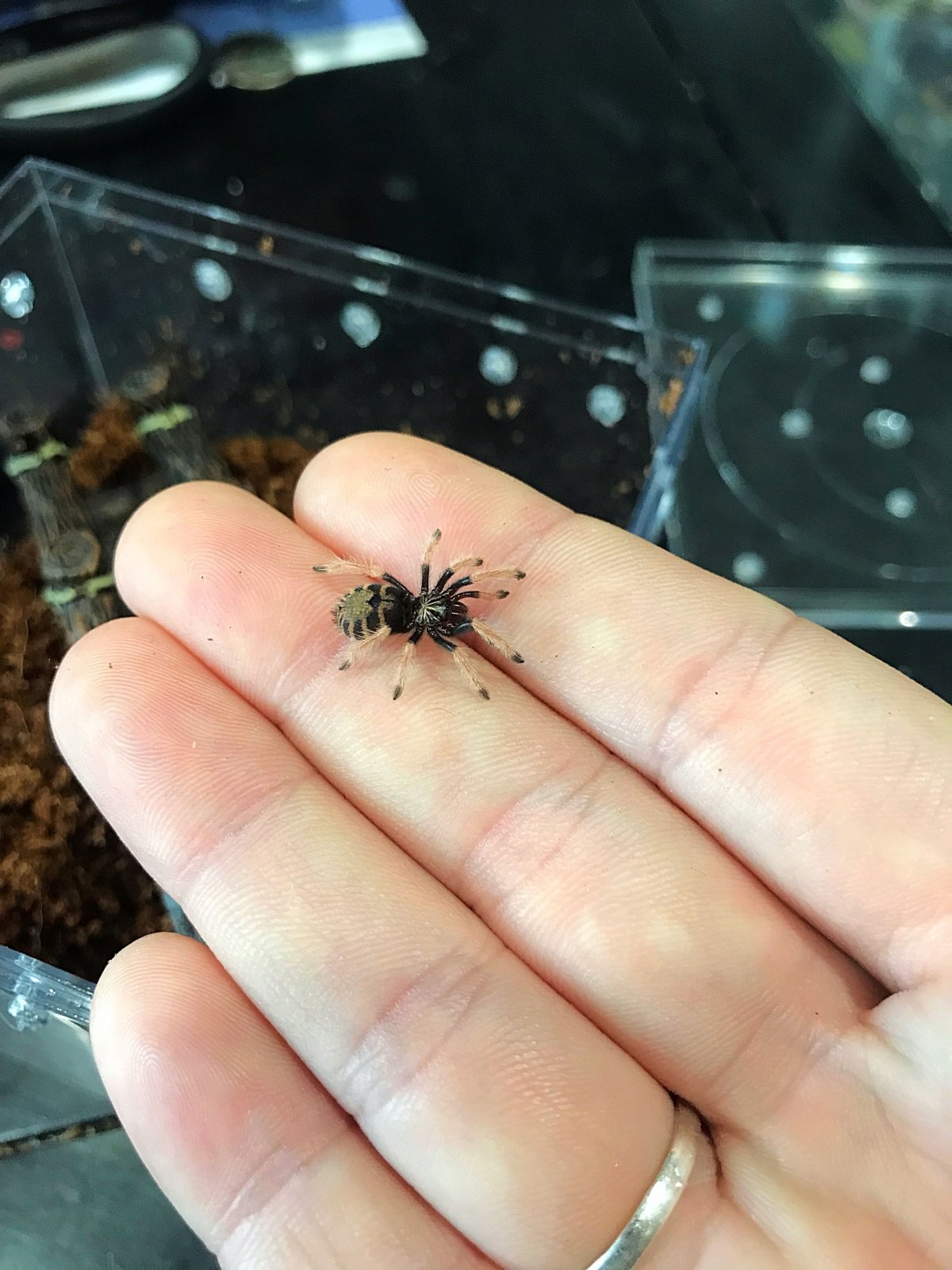 Жук Тарантул