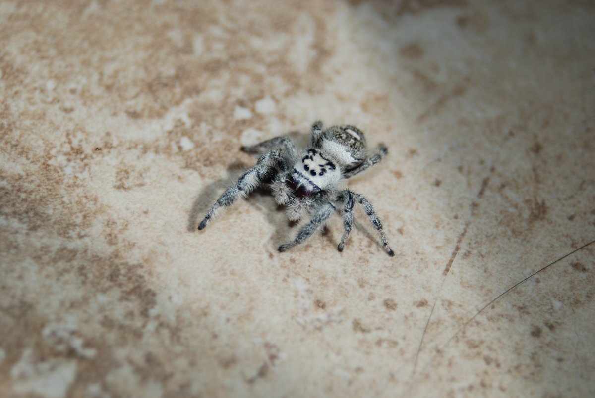 Прыгучие пауки в квартире