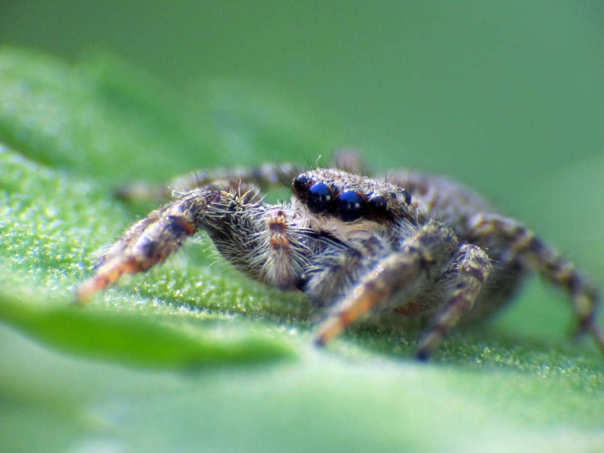 Красивые пауки