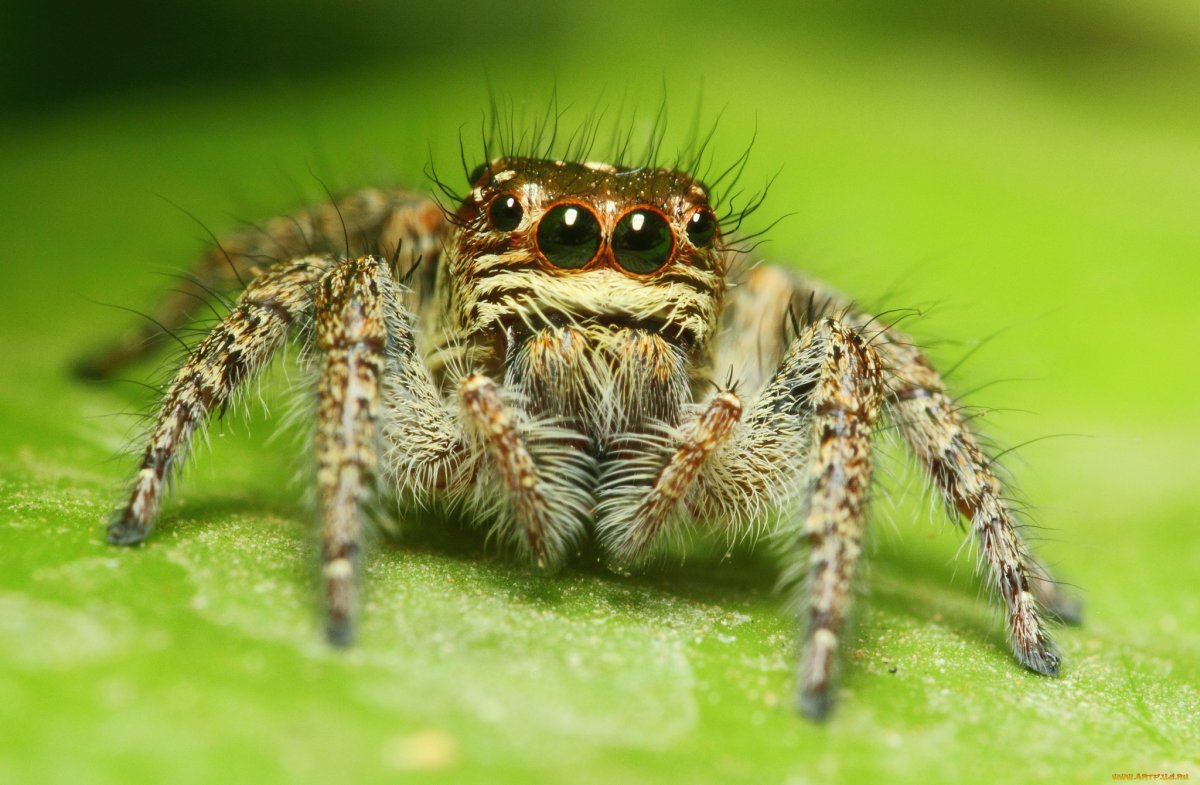 Паук паук мухолов