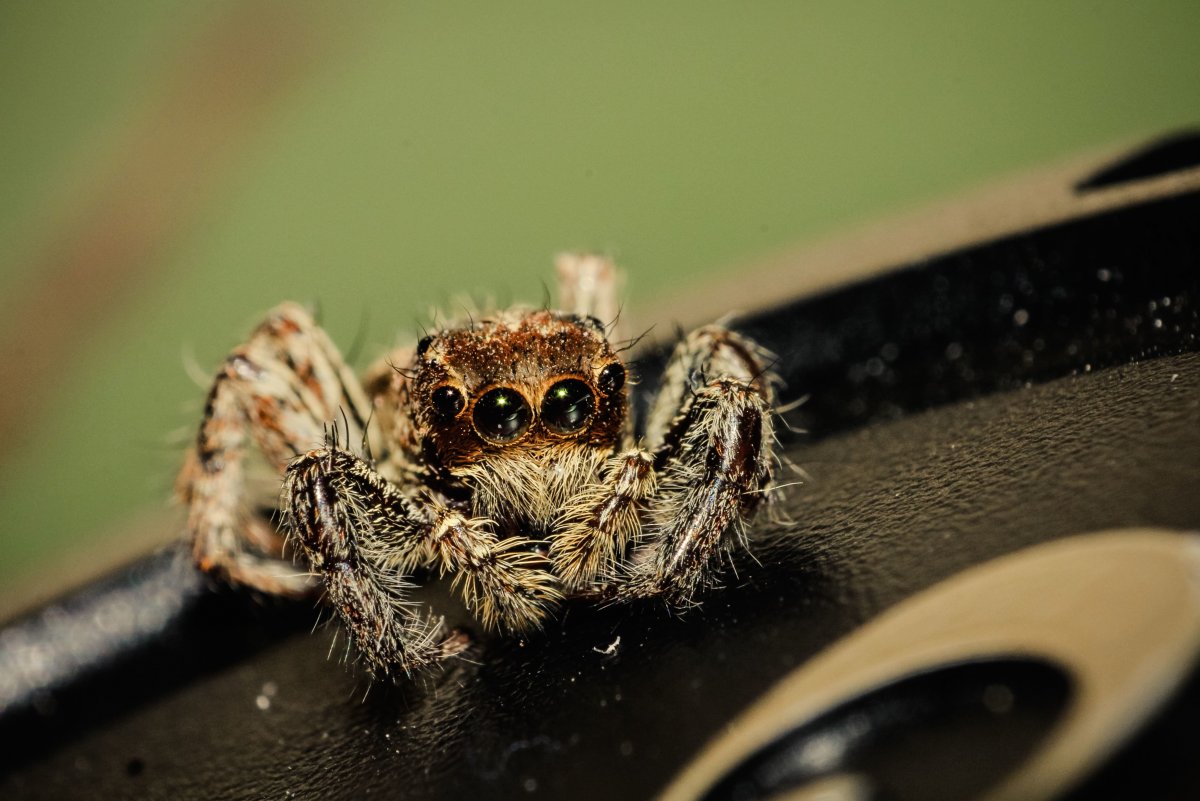 Красноспинный паук скакун