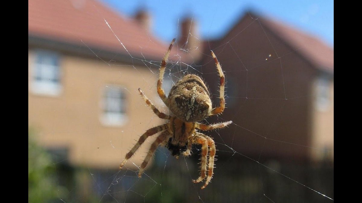 Обычные пауки в домах
