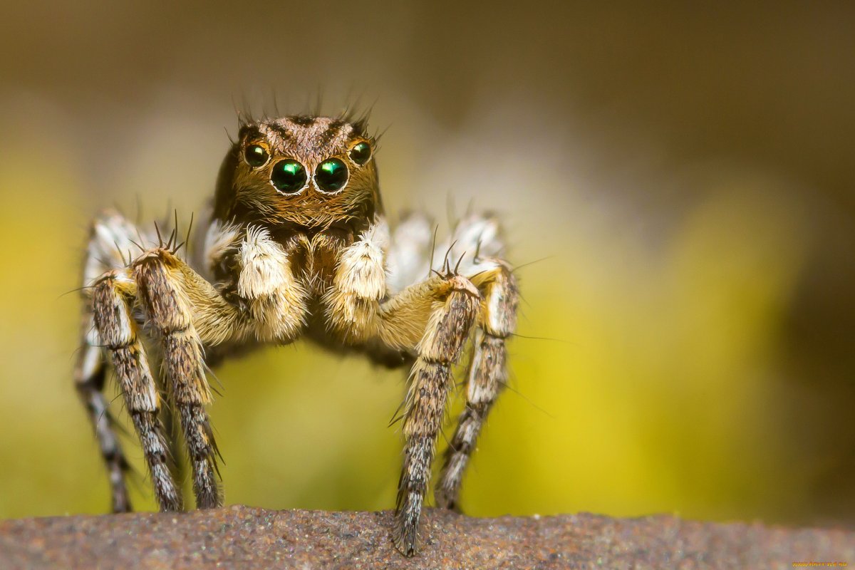 Паук макро