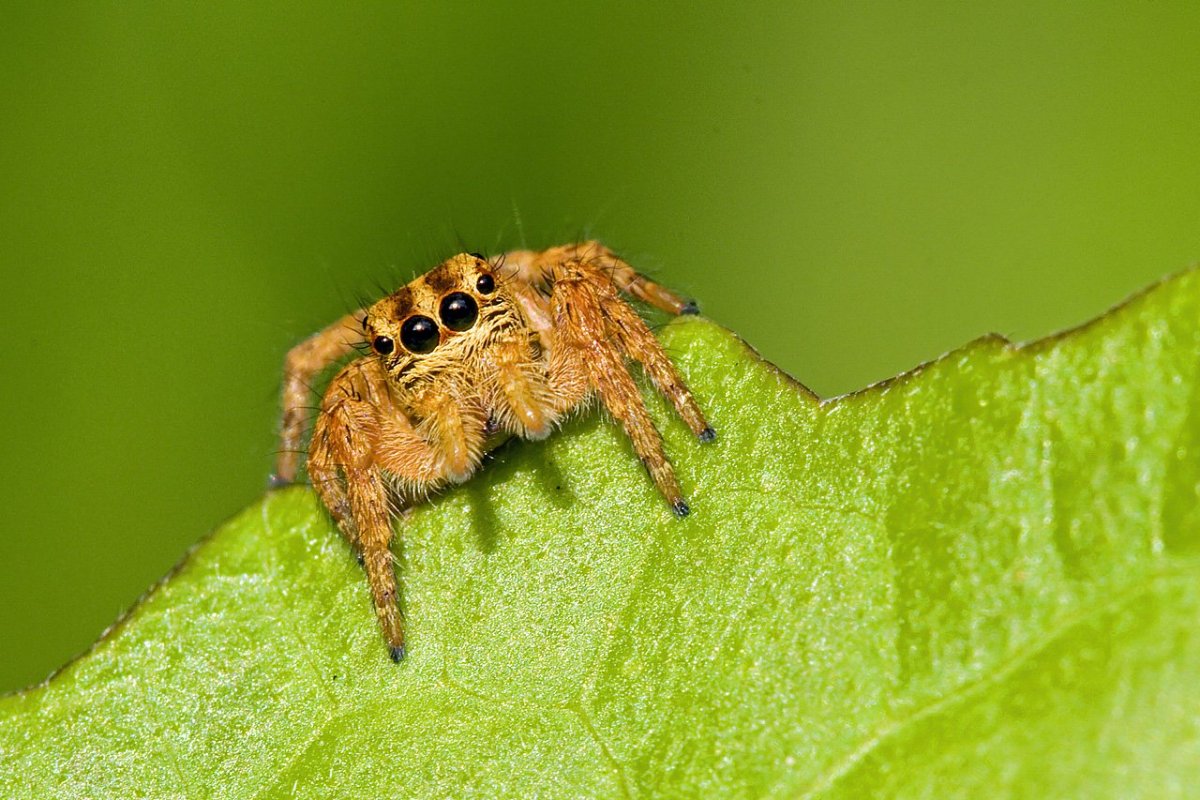 Паук скакунчик желтый