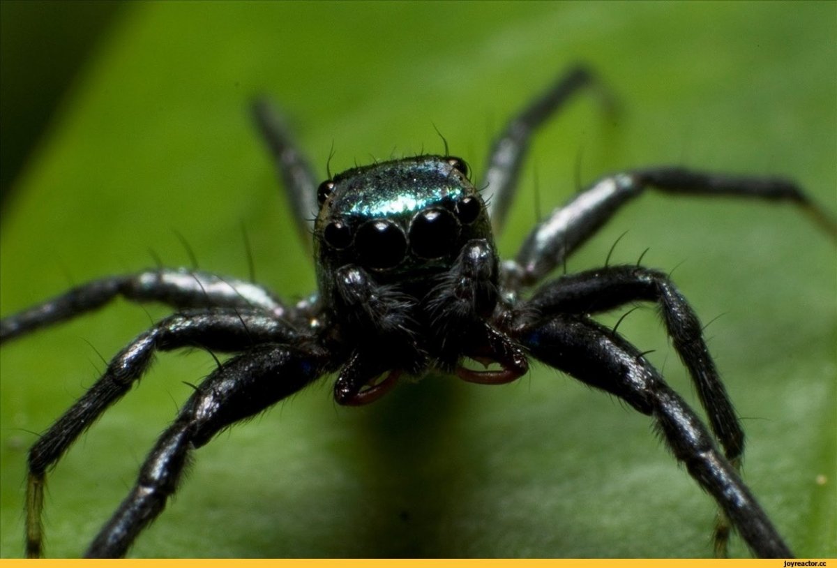 Черный паук