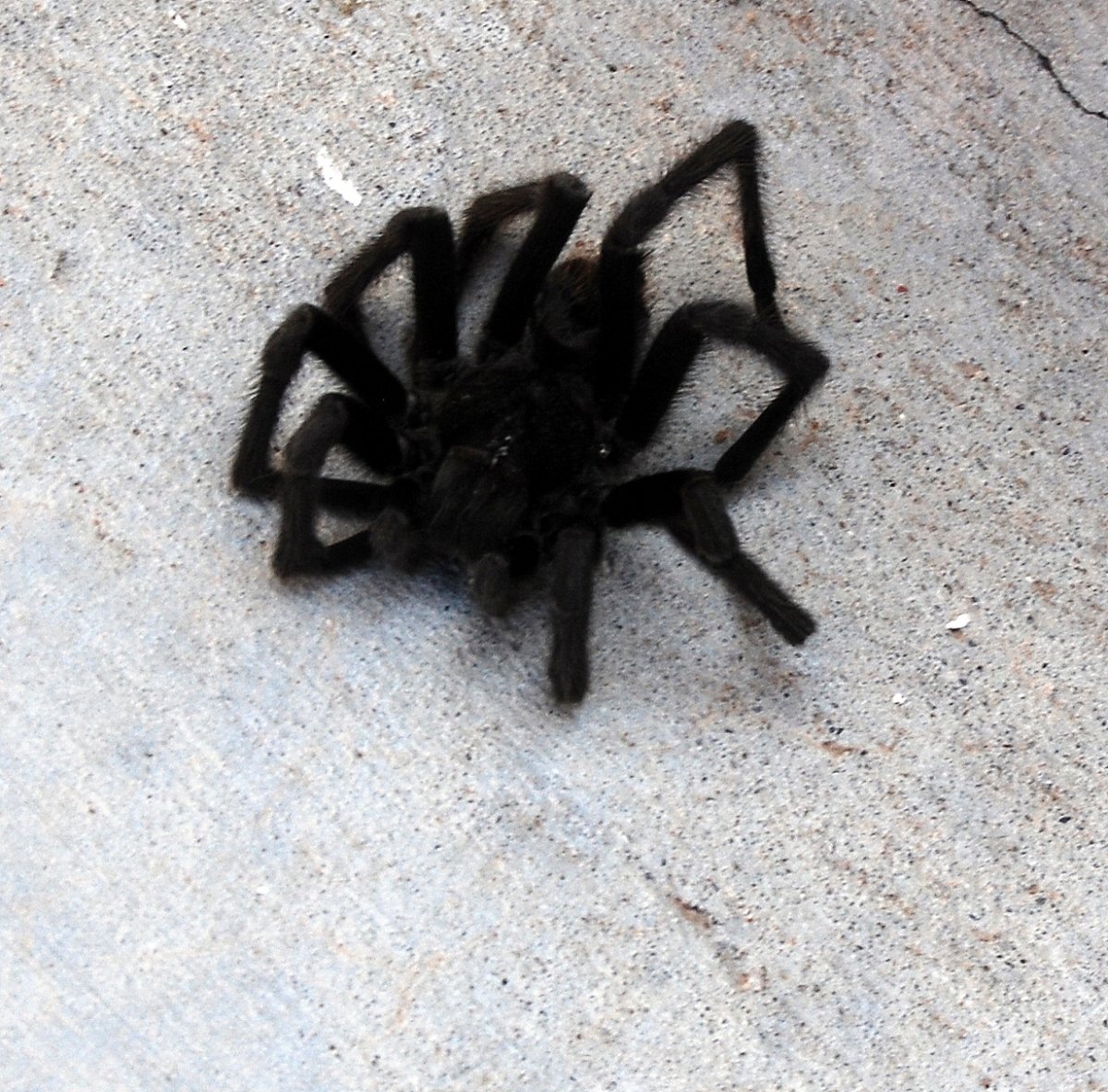 Тарантул черный маленький