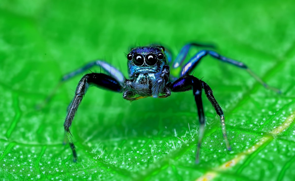 Чёрная вдова паук Австралия