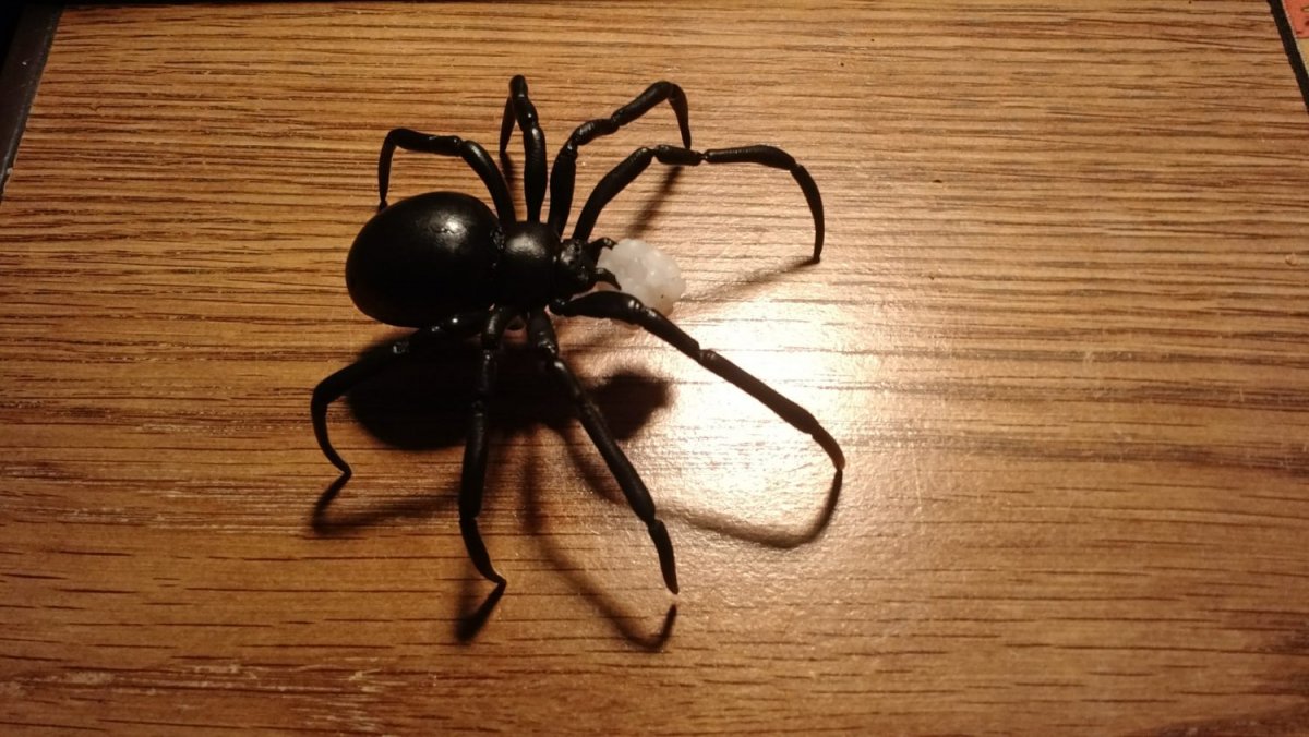 Каракурт паук в Подмосковье