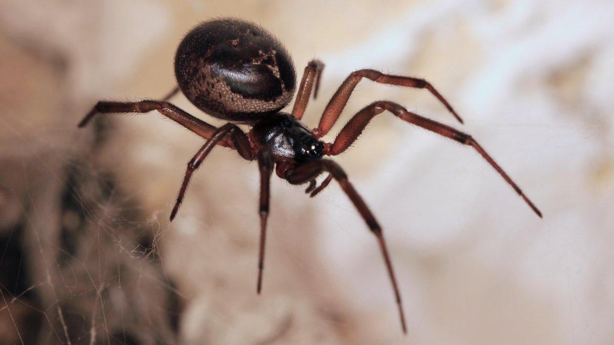 Чёрные пауки в доме фото