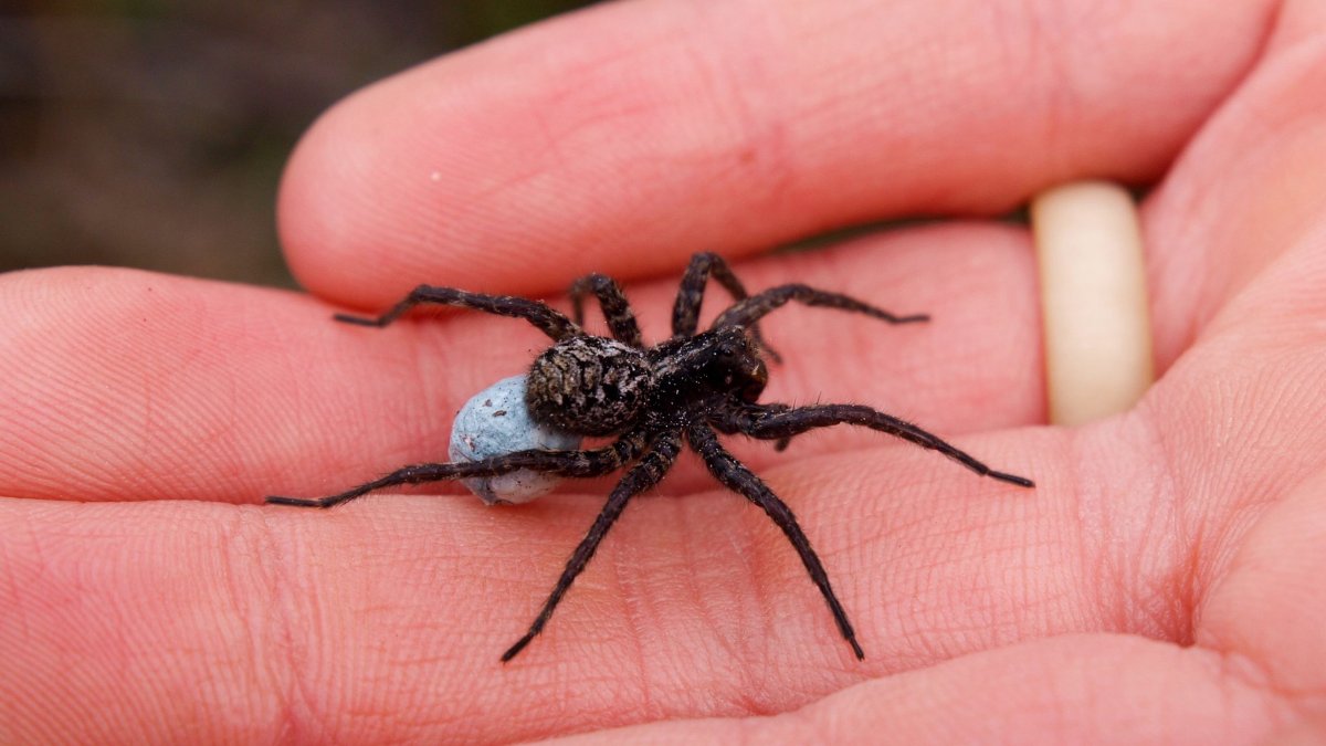 Есть ли ядовитые пауки в Ленинградской области
