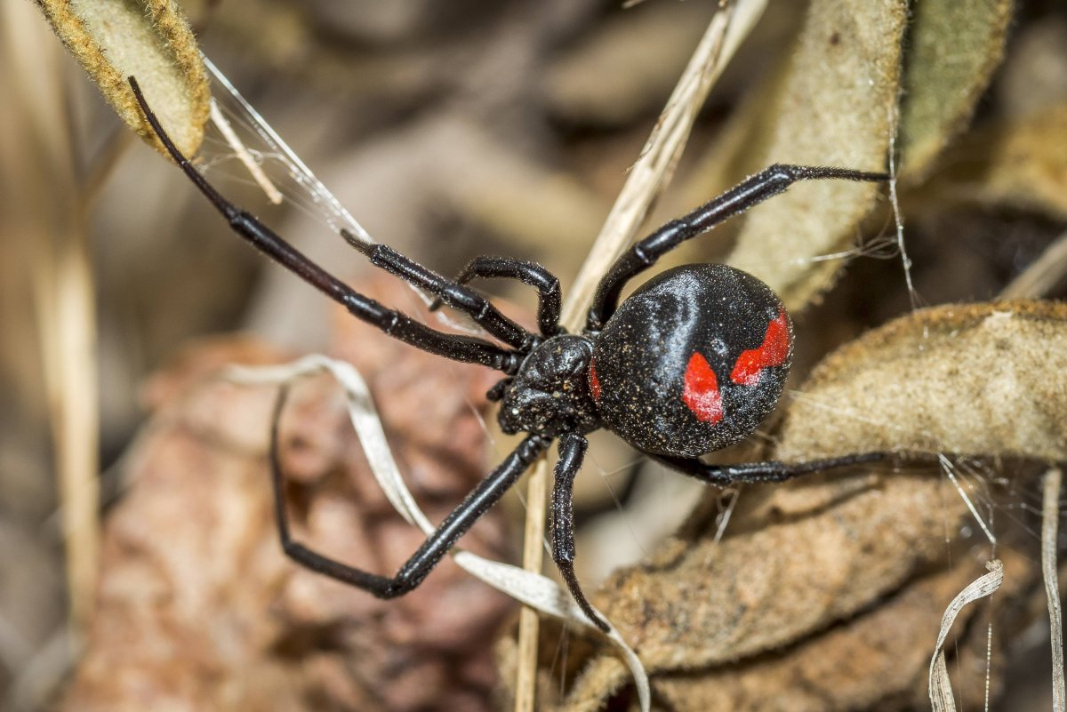 Macrothele calpeiana