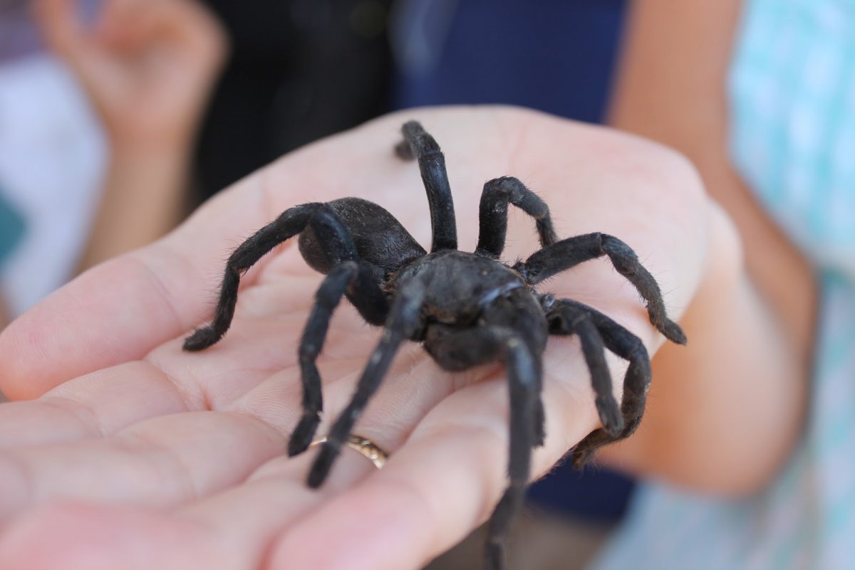 Черный волосатый паук