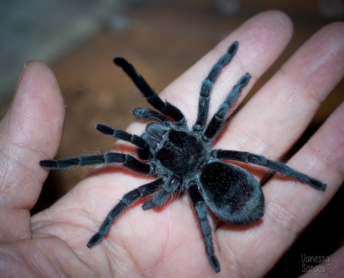 Букашка паук 42=.