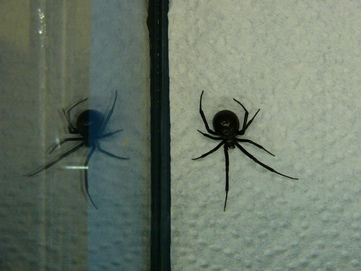 Паук белый Каракурт