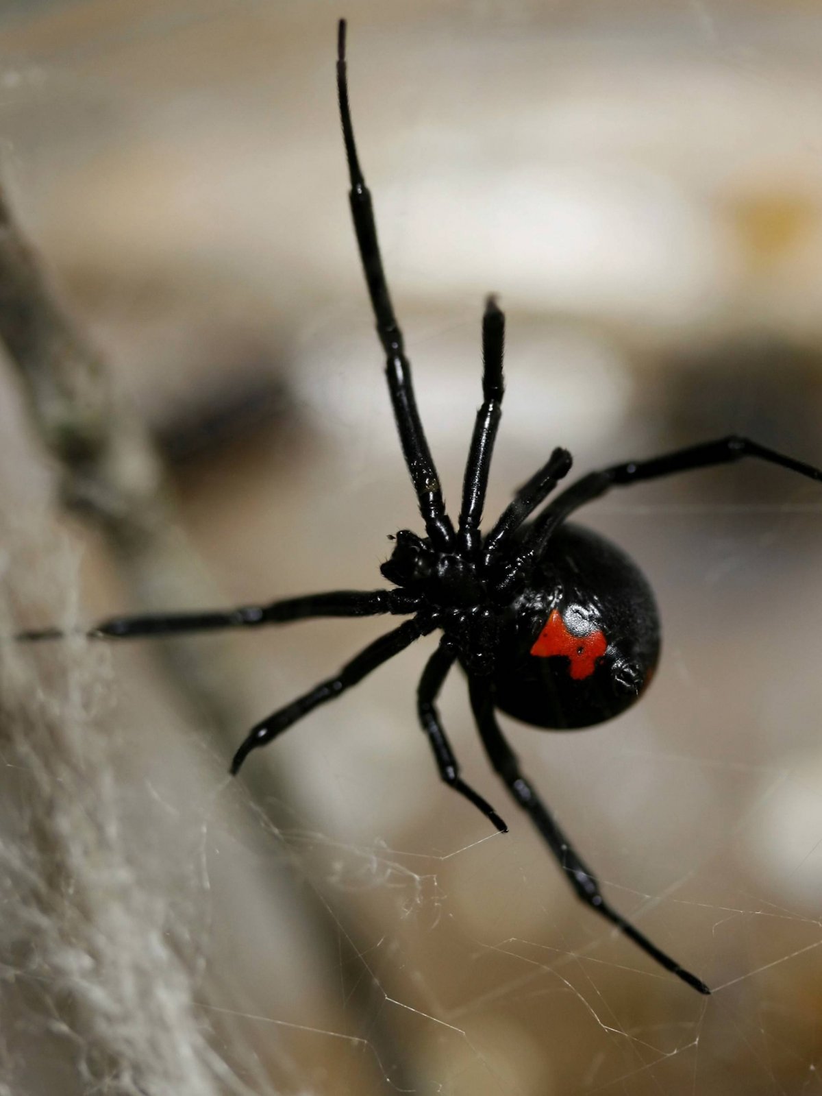 Пауки которые прыгают