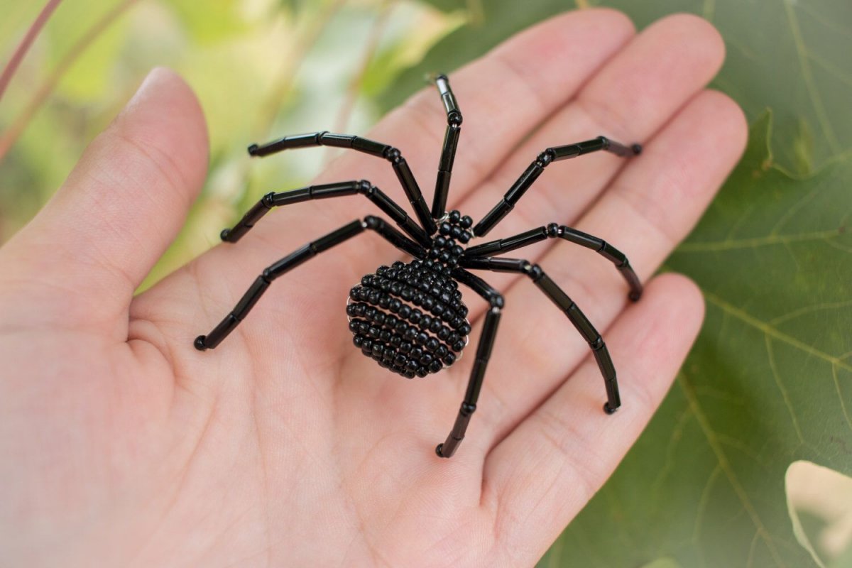 Каракурт паук