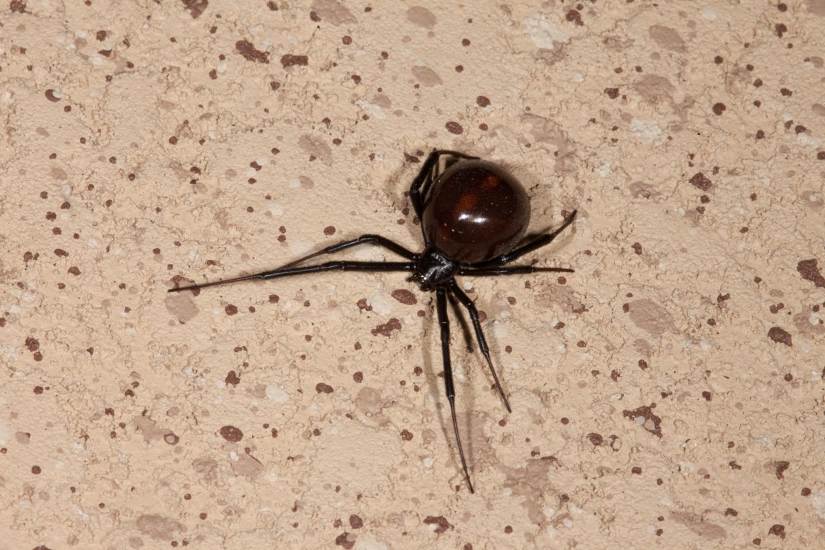 Блэк Хаус Спайдер