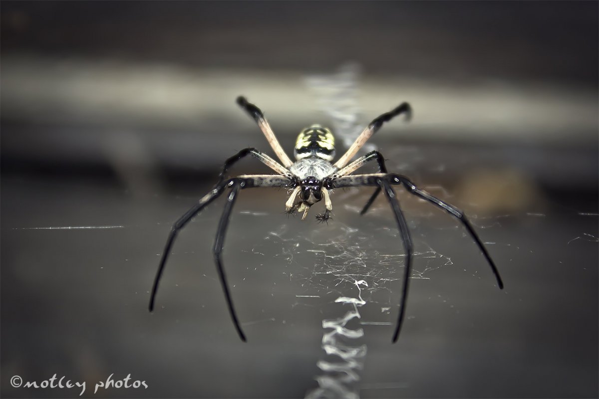 Черный паук с белыми лапками