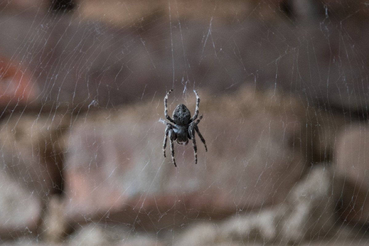 Паук птицеед детеныш