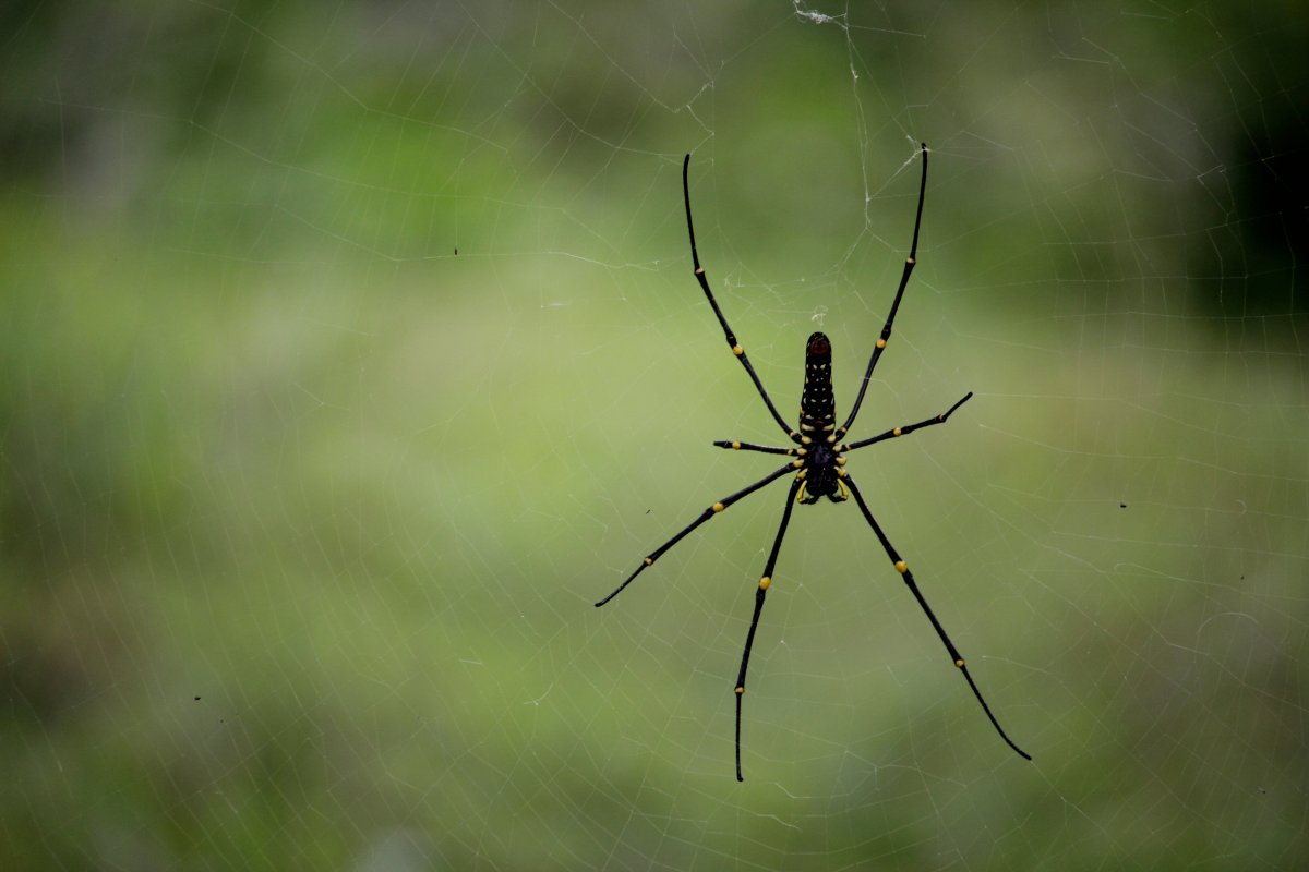 Пауки калининградской области