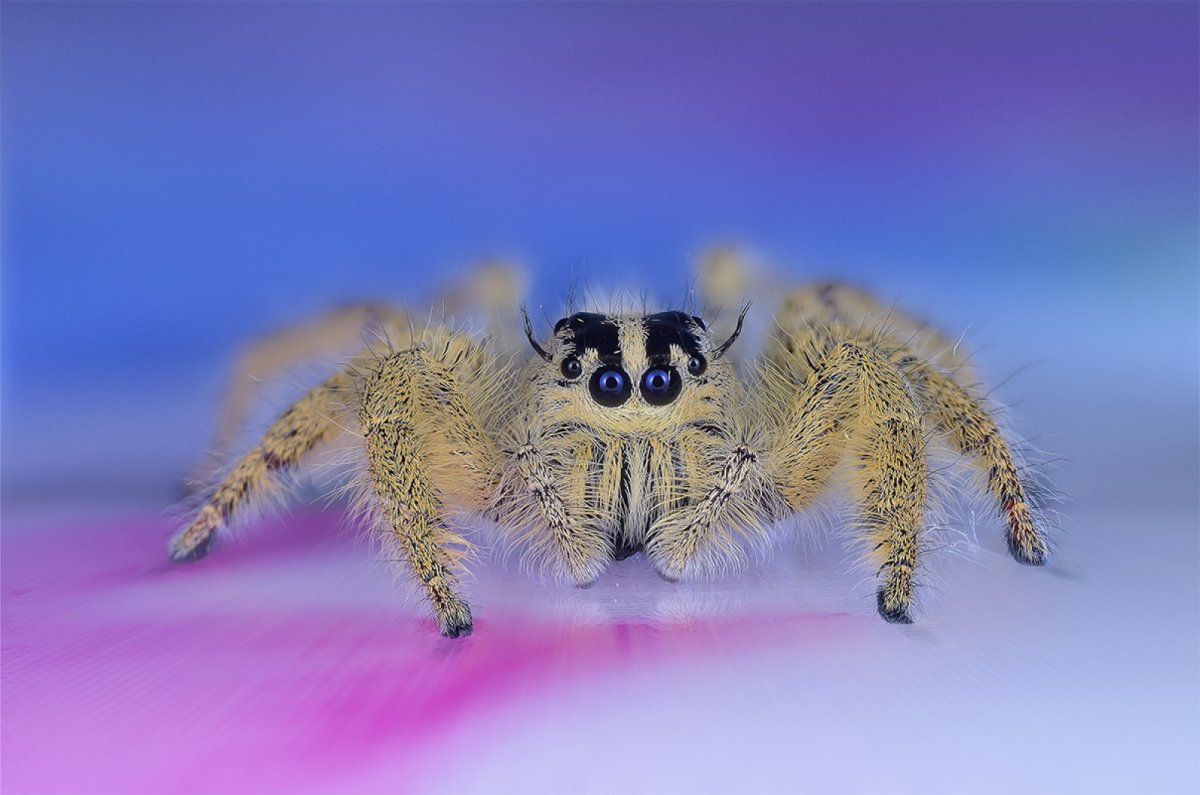 Паук мохнатый полосатый