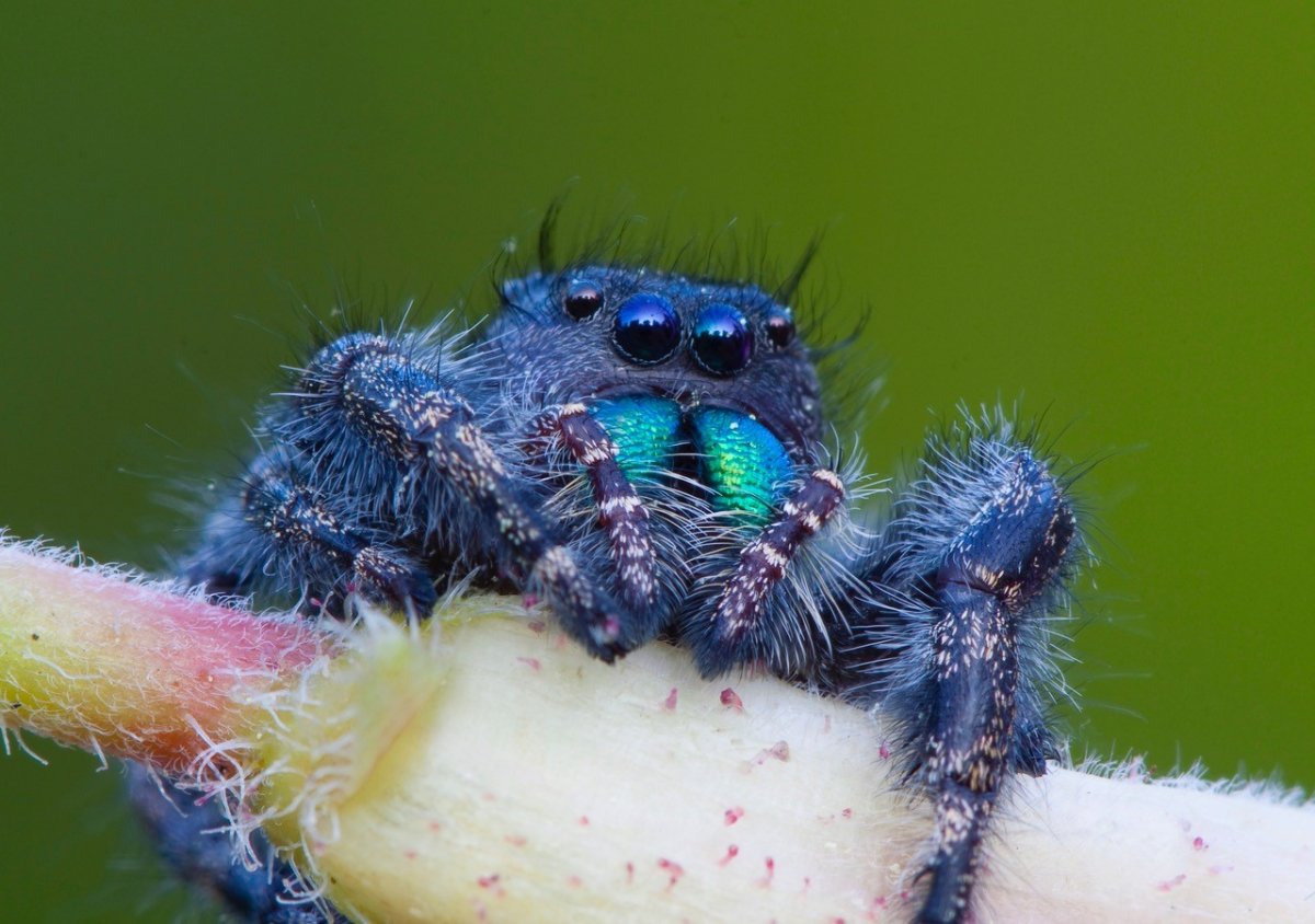 Красноногий мексиканский птицеед