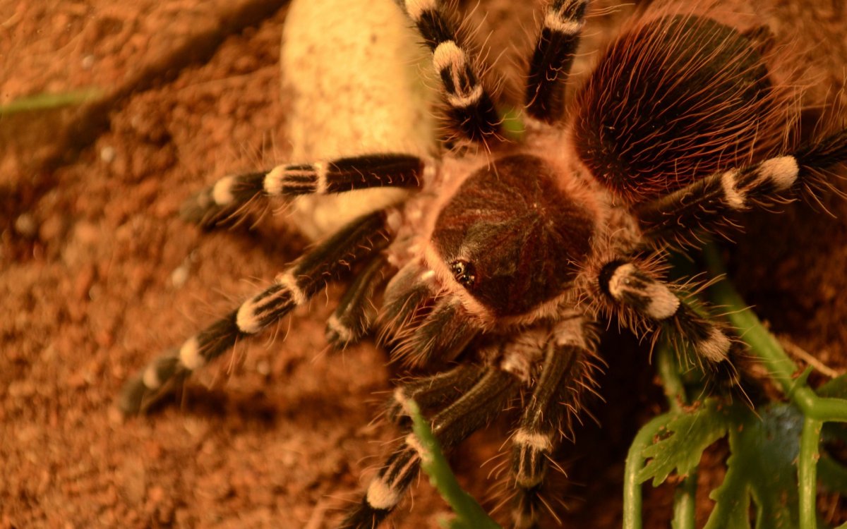 Скакунчик Тарантул