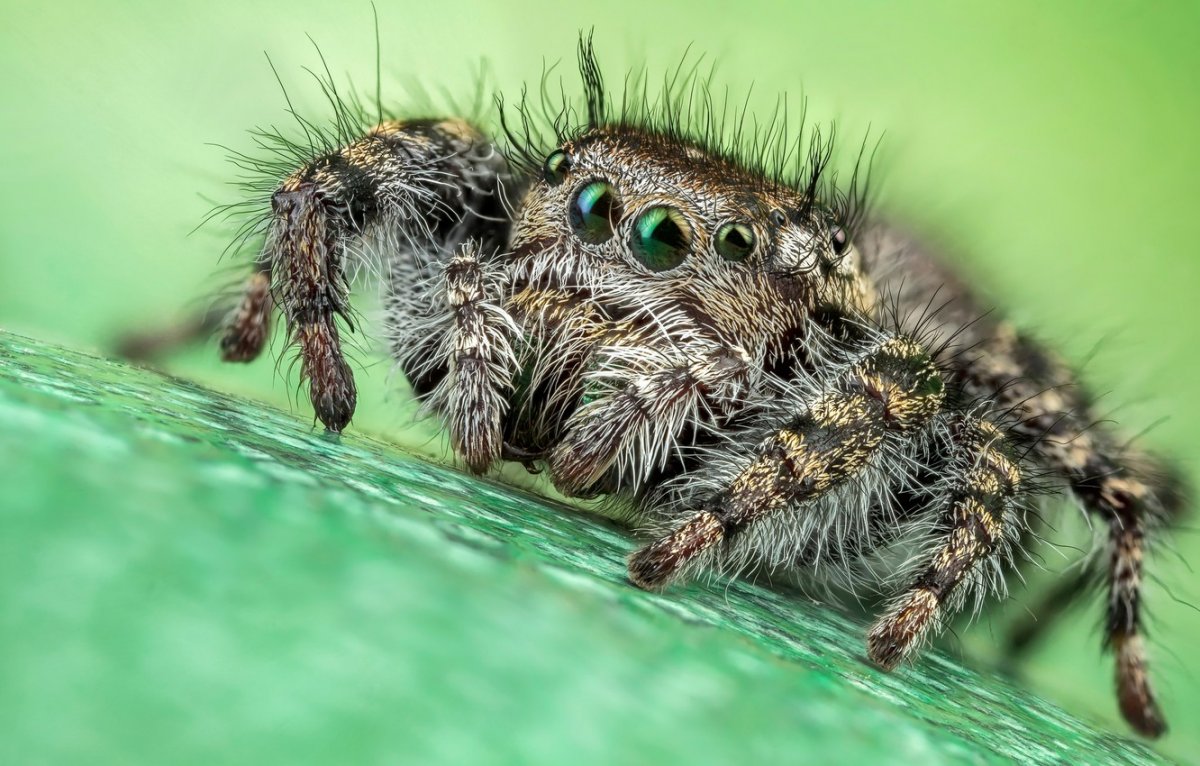 Паук Тарантул пушистый