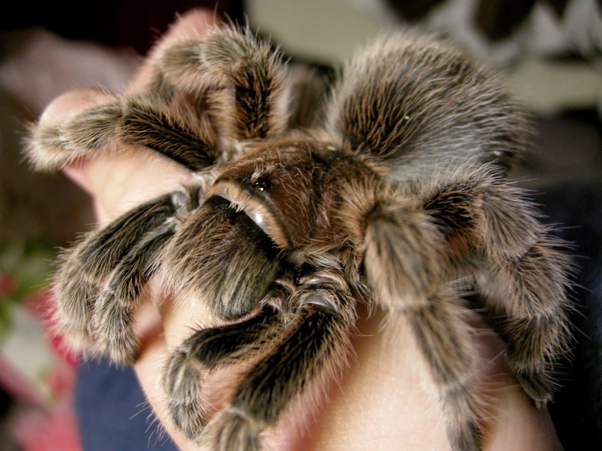 Паук Тарантул глаза